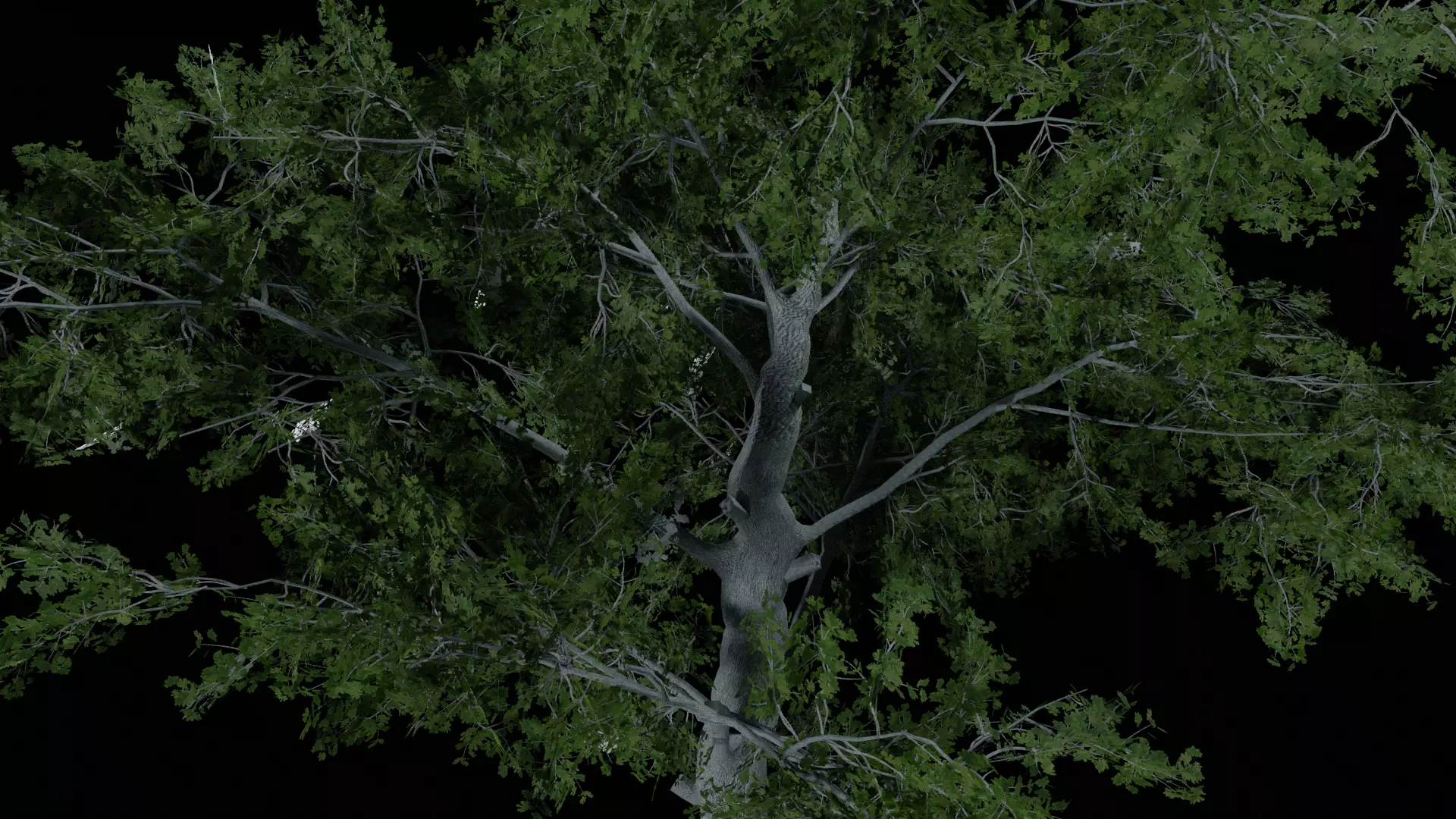 Realistic White Oak Tree Game Ready with LODs and Billboard Low-poly 3D model_10