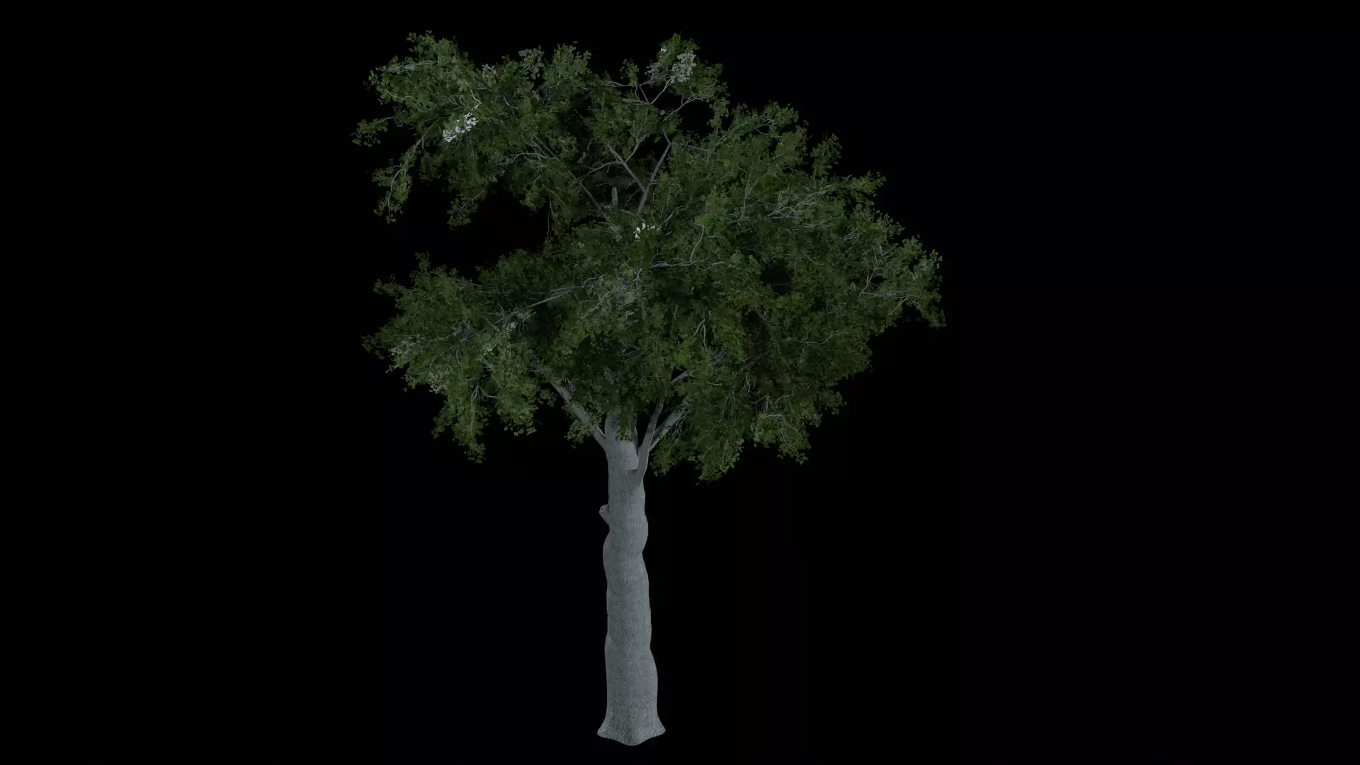 Realistic White Oak Tree Game Ready with LODs and Billboard Low-poly 3D model_6