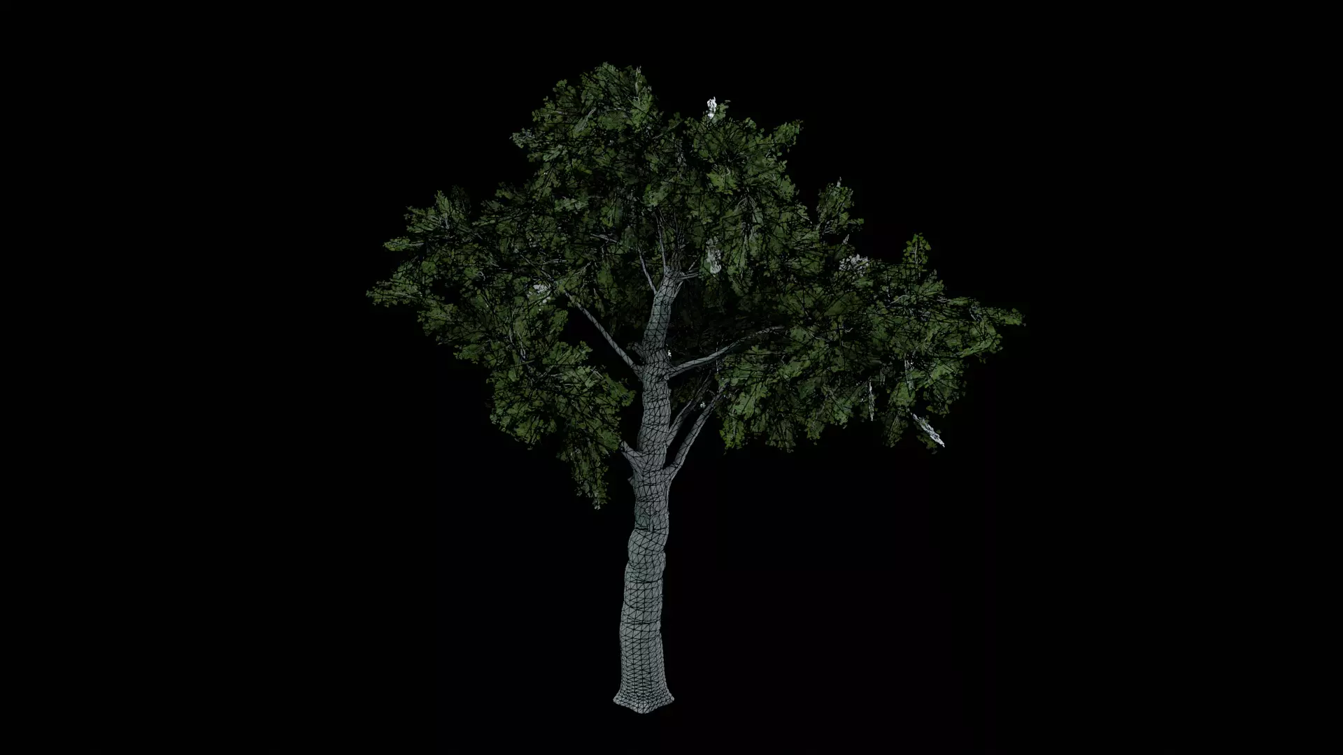 Realistic White Oak Tree Game Ready with LODs and Billboard Low-poly 3D model_3