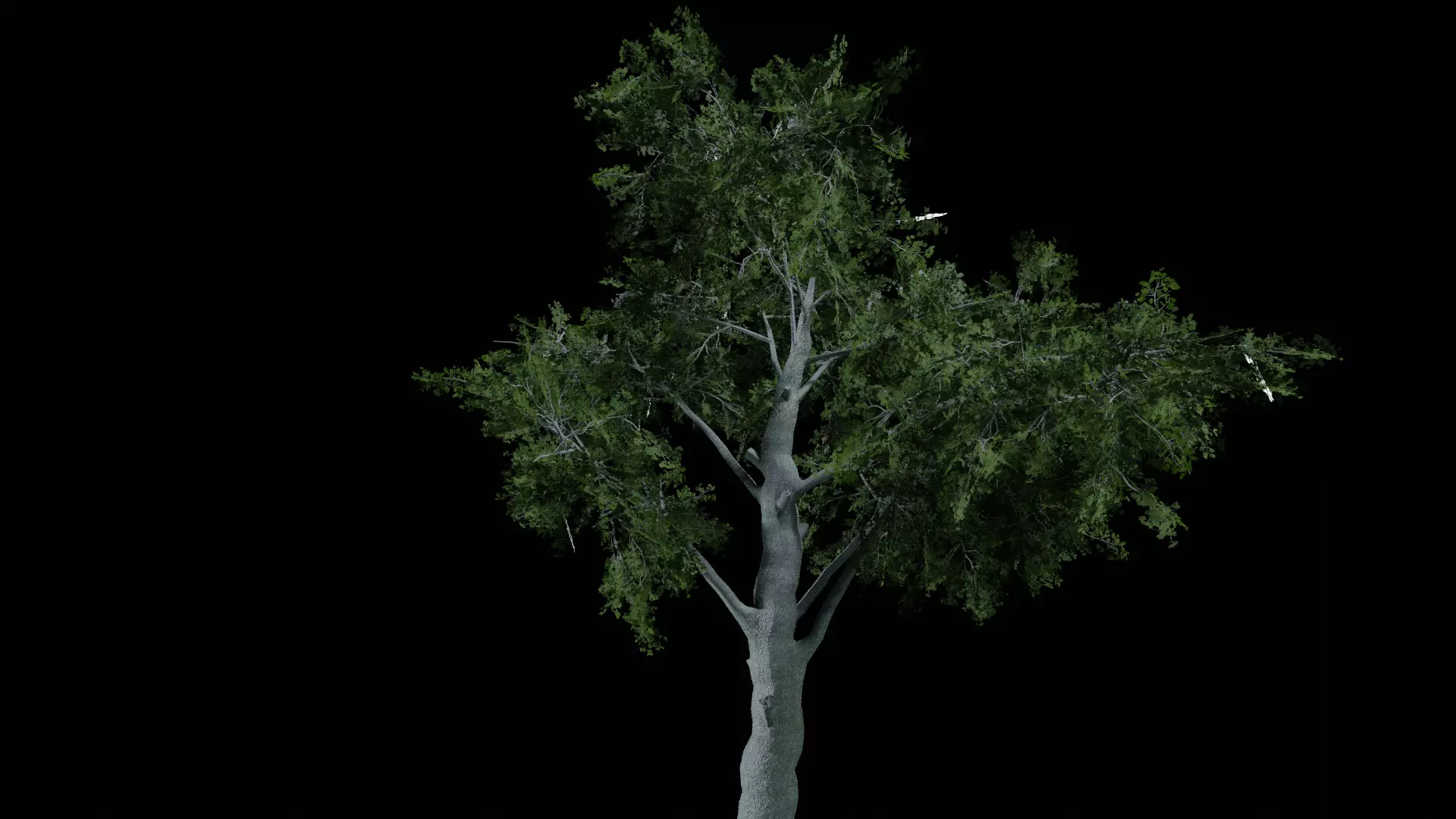 Realistic White Oak Tree Game Ready with LODs and Billboard Low-poly 3D model_9