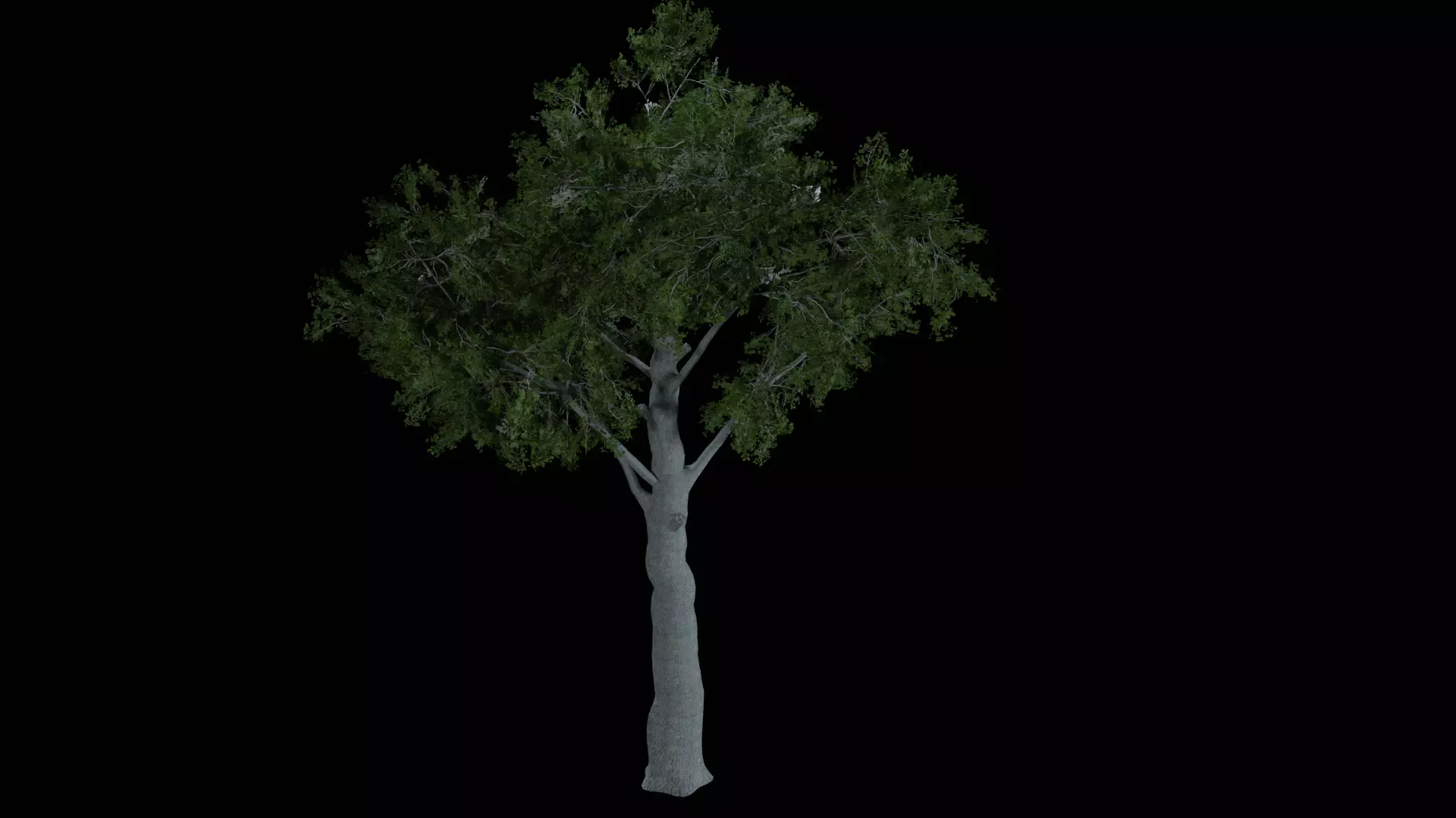 Realistic White Oak Tree Game Ready with LODs and Billboard Low-poly 3D model_5