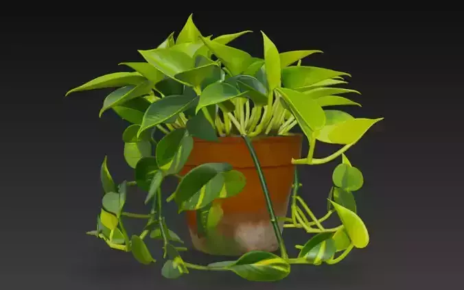Realistic 3D Pothos Money Plant in Clay Pot 3D model