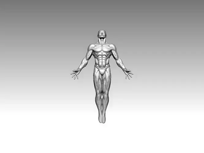 3D Model  Anatomy  Human