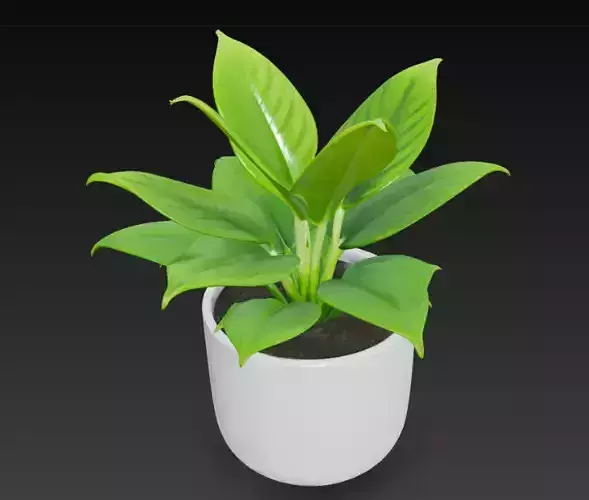 Realistic 3D Indoor Plant in White Ceramic Pot