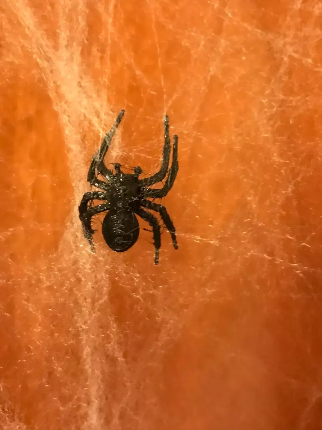 Spider Halloween Prop STL  3D print model_2