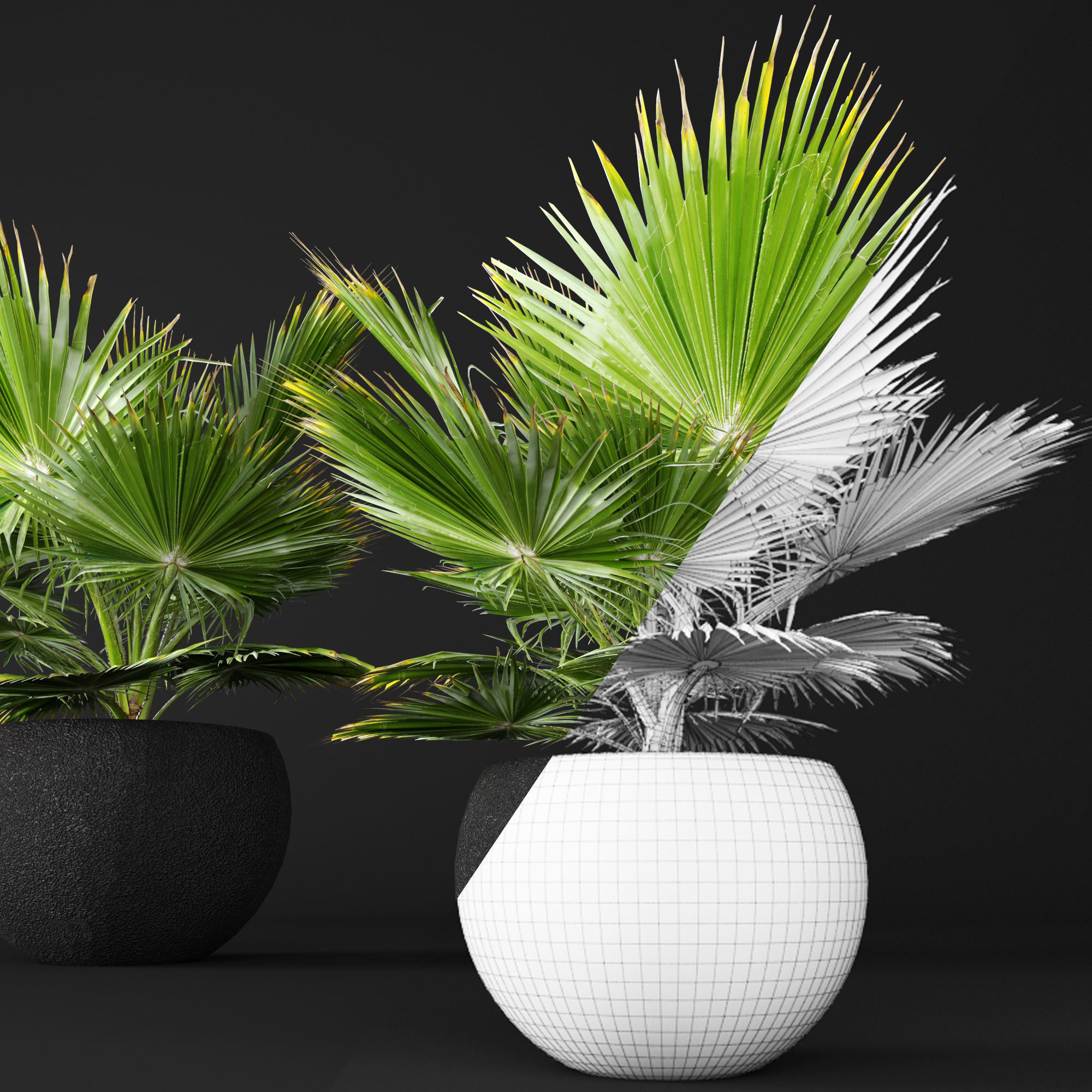 palm tree 3D model_8