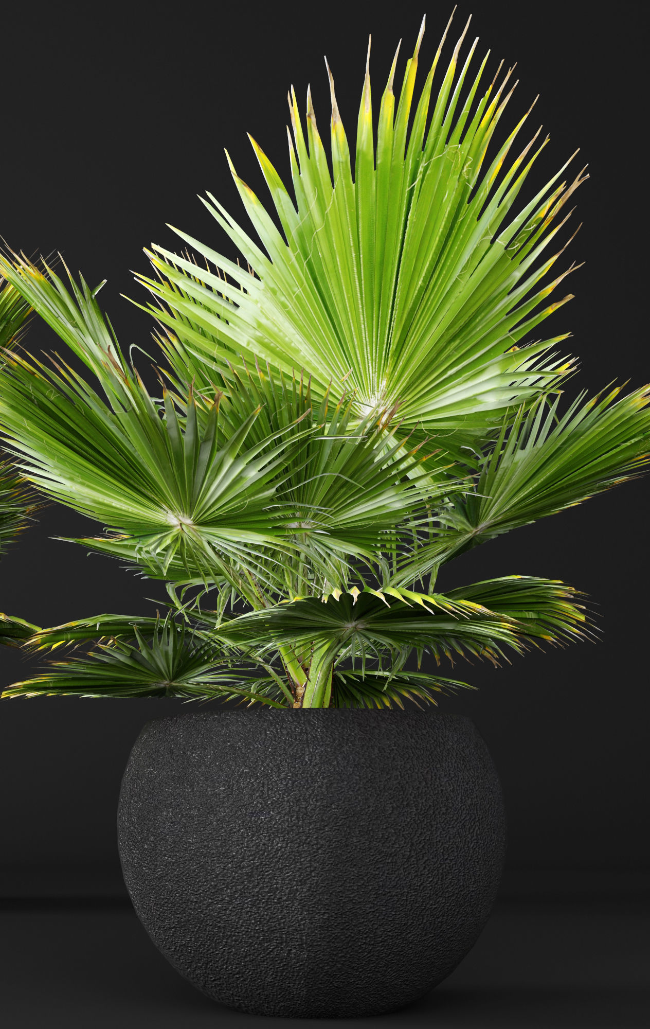 palm tree 3D model_5