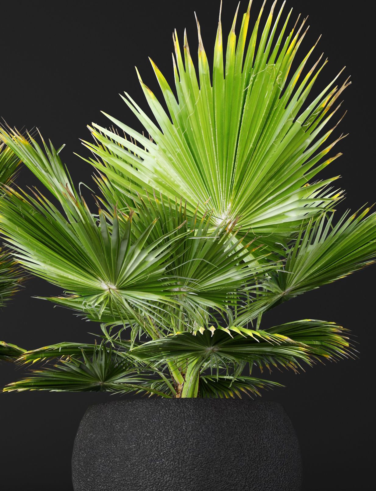 palm tree 3D model_4