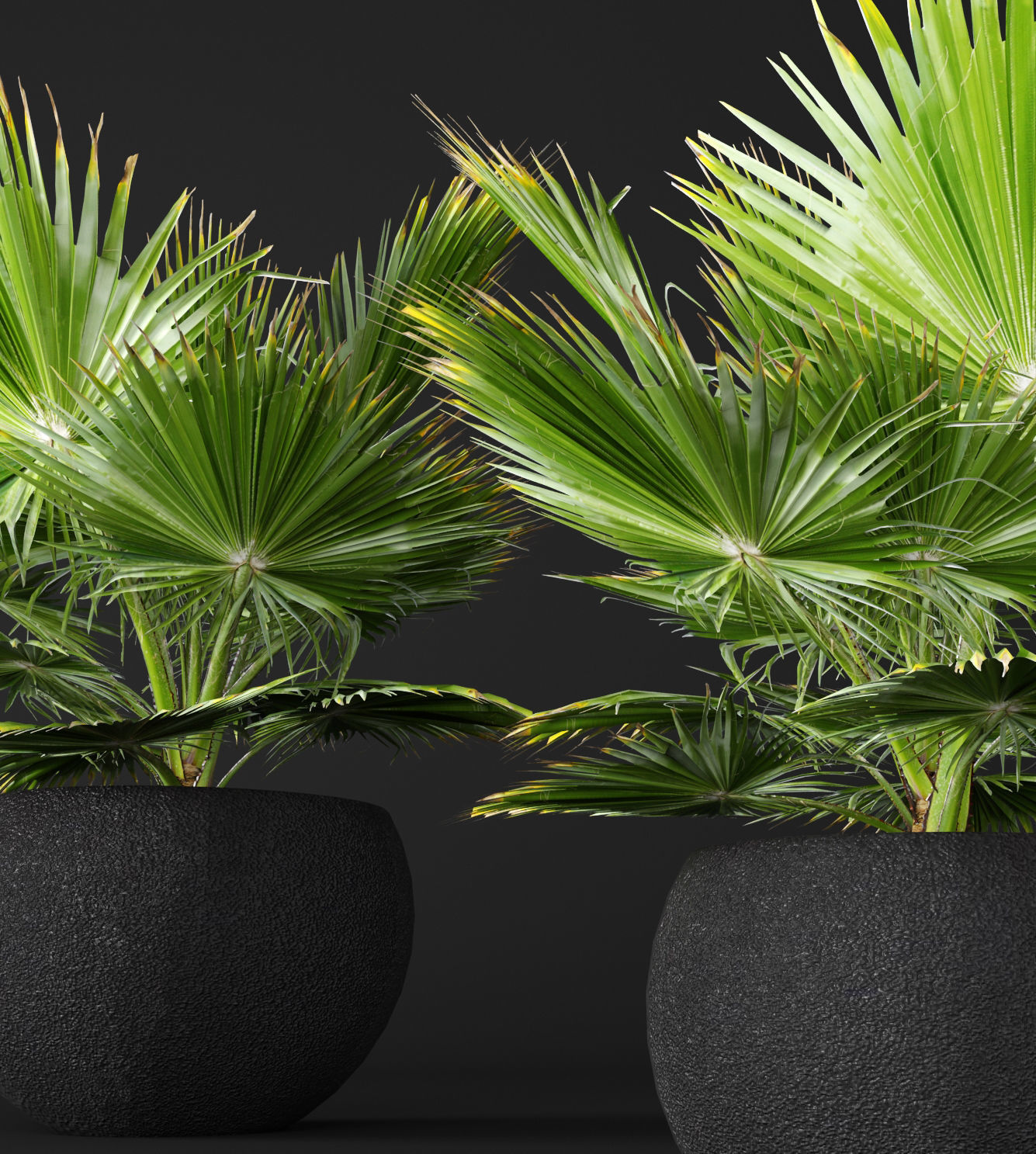 palm tree 3D model_2