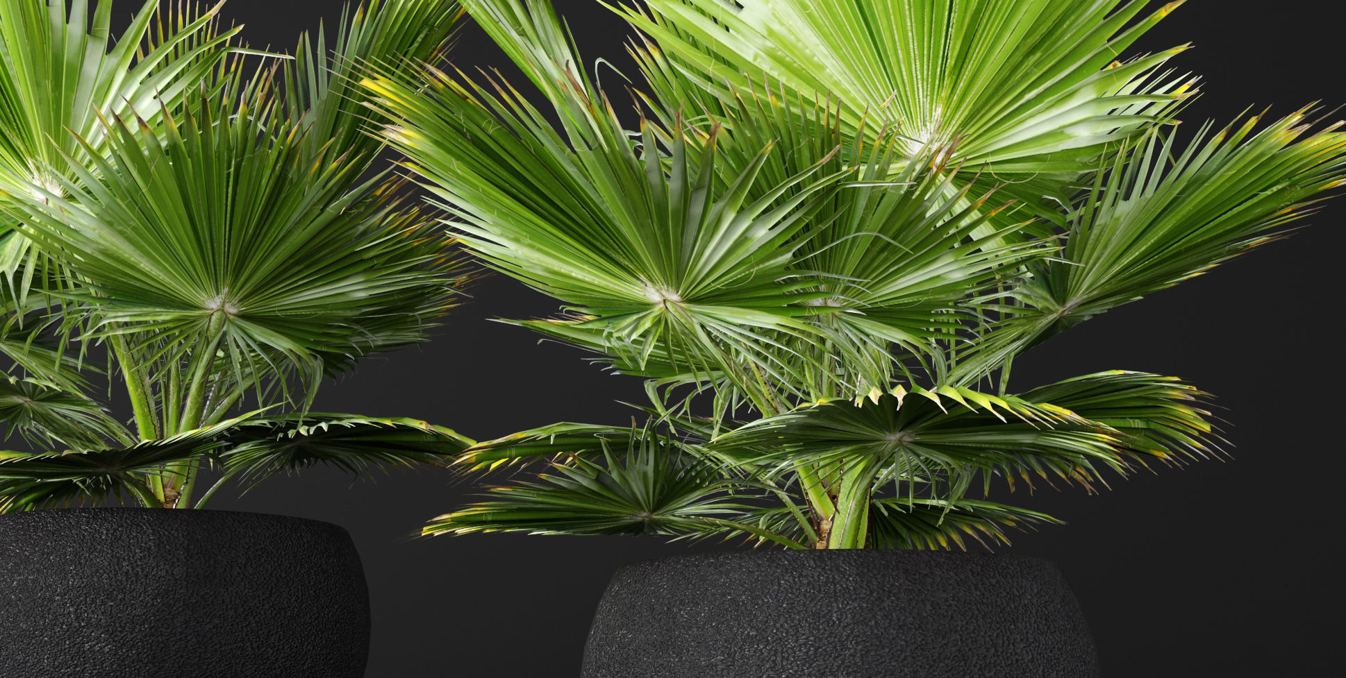 palm tree 3D model_6