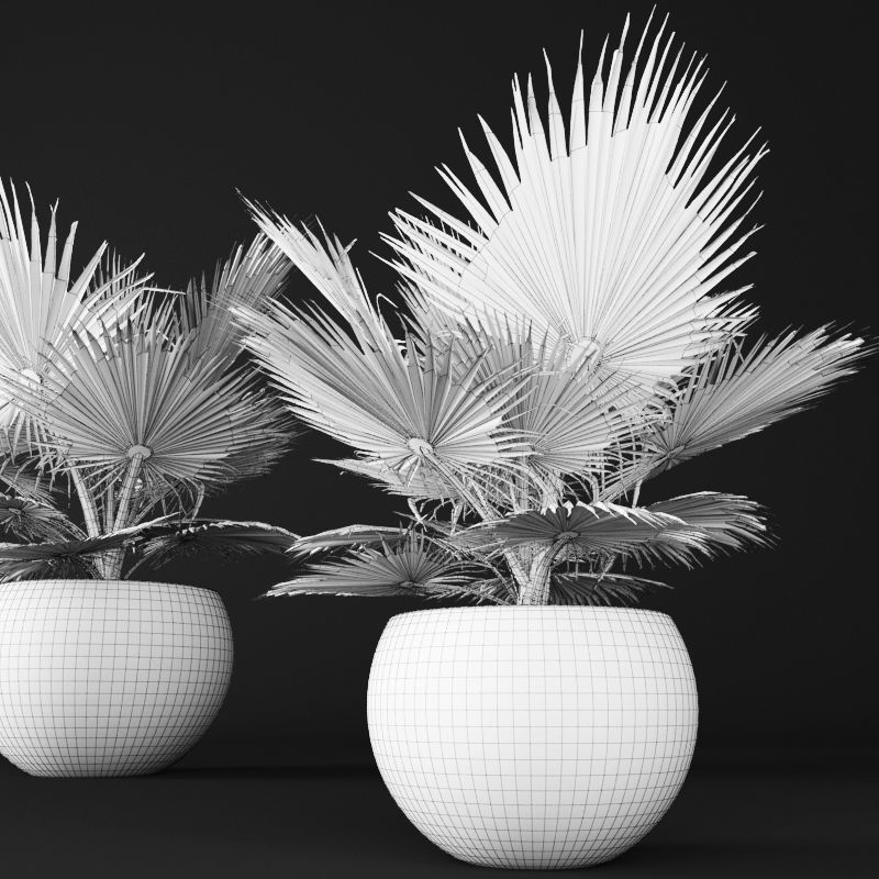 palm tree 3D model_3