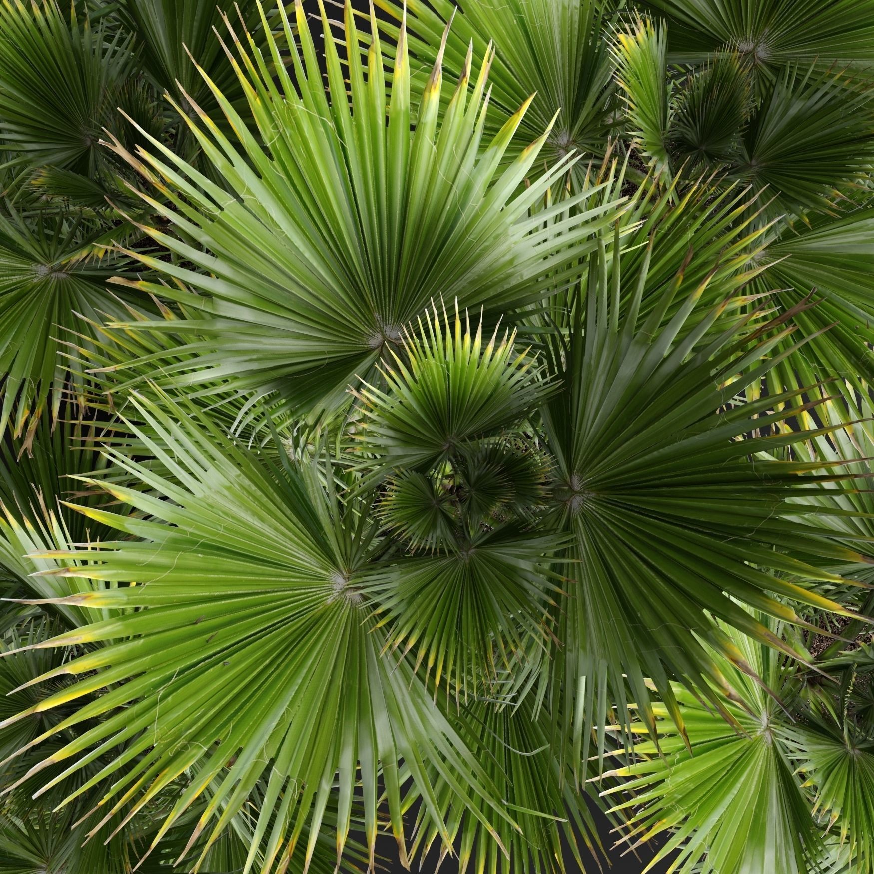 palm tree 3D model_7