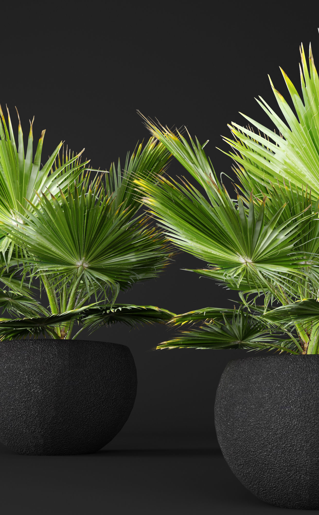 palm tree 3D model_9