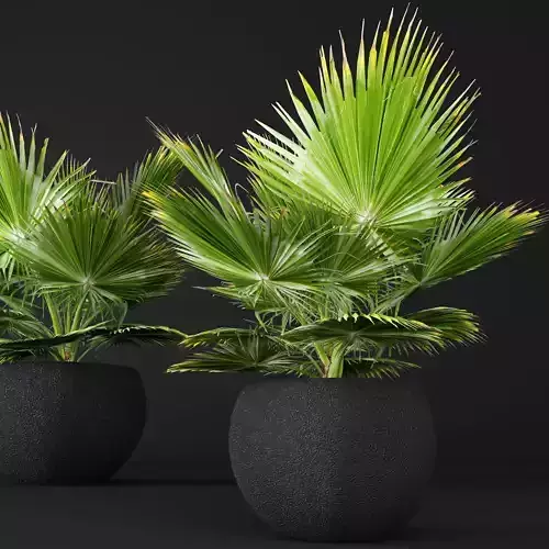palm tree 3D model