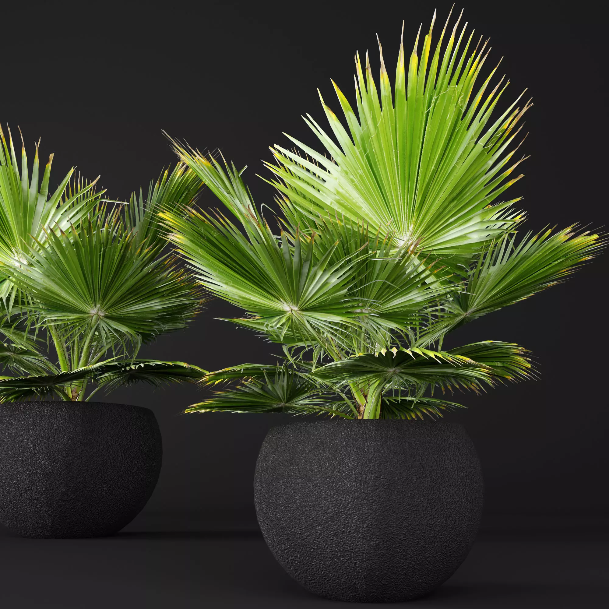 palm tree 3D model_0