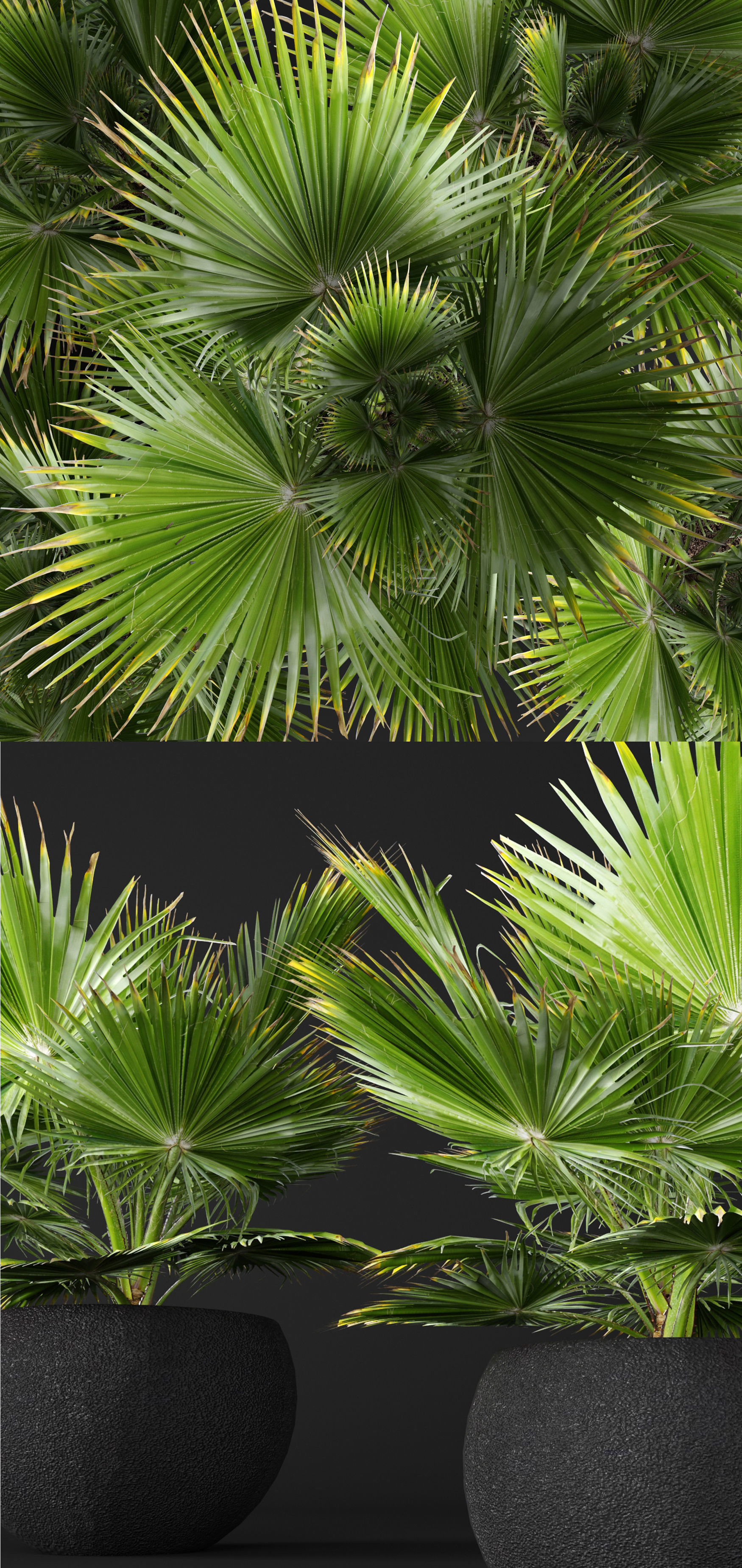 palm tree 3D model_1