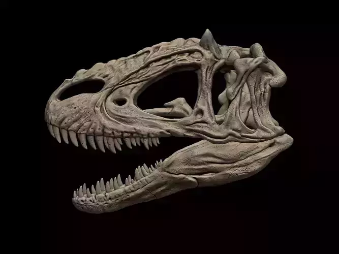 Yutyrannus Skull