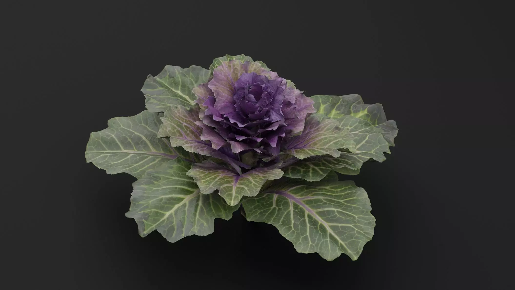 Ornamental Kale Plant Low-poly 3D model_4