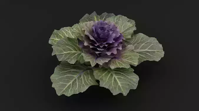 Ornamental Kale Plant
