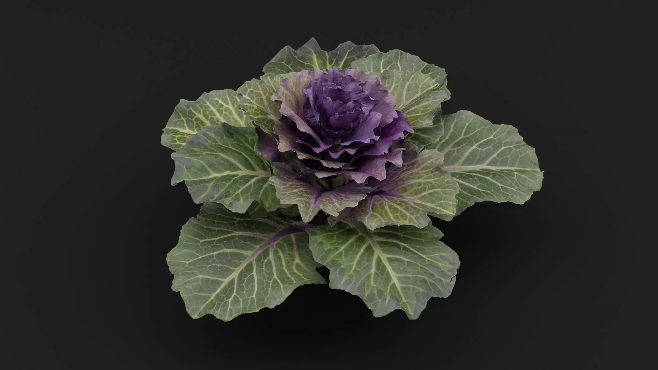 Ornamental Kale Plant Low-poly 3D model_0