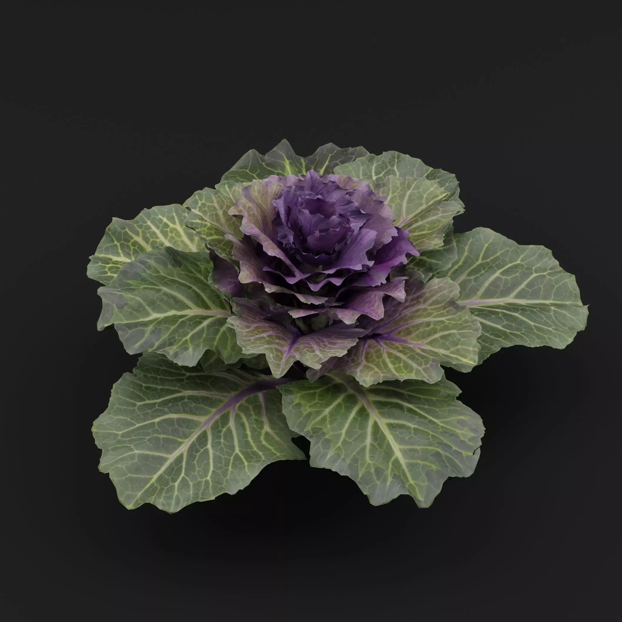 Ornamental Kale Plant Low-poly 3D model_5