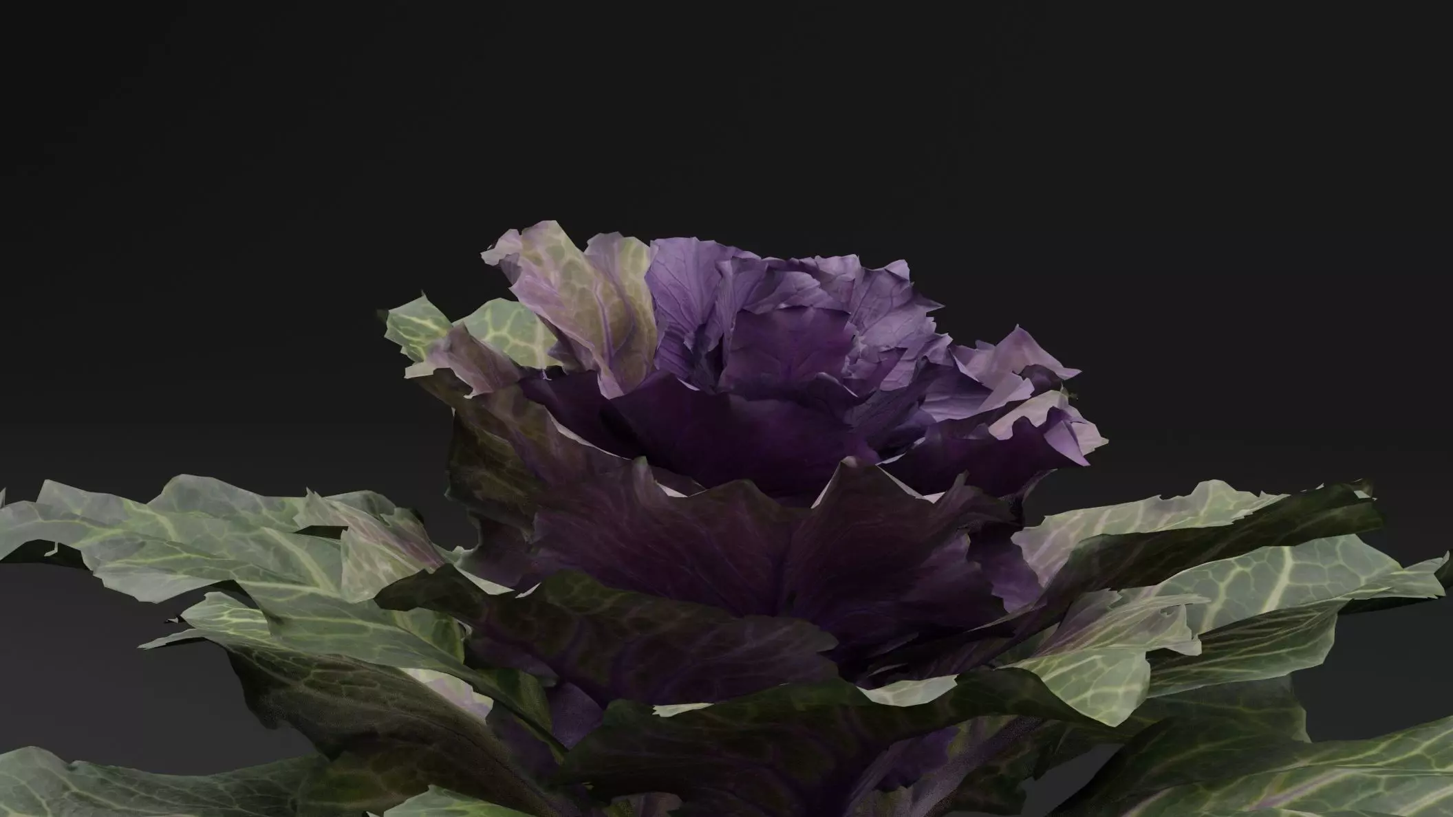 Ornamental Kale Plant Low-poly 3D model_2