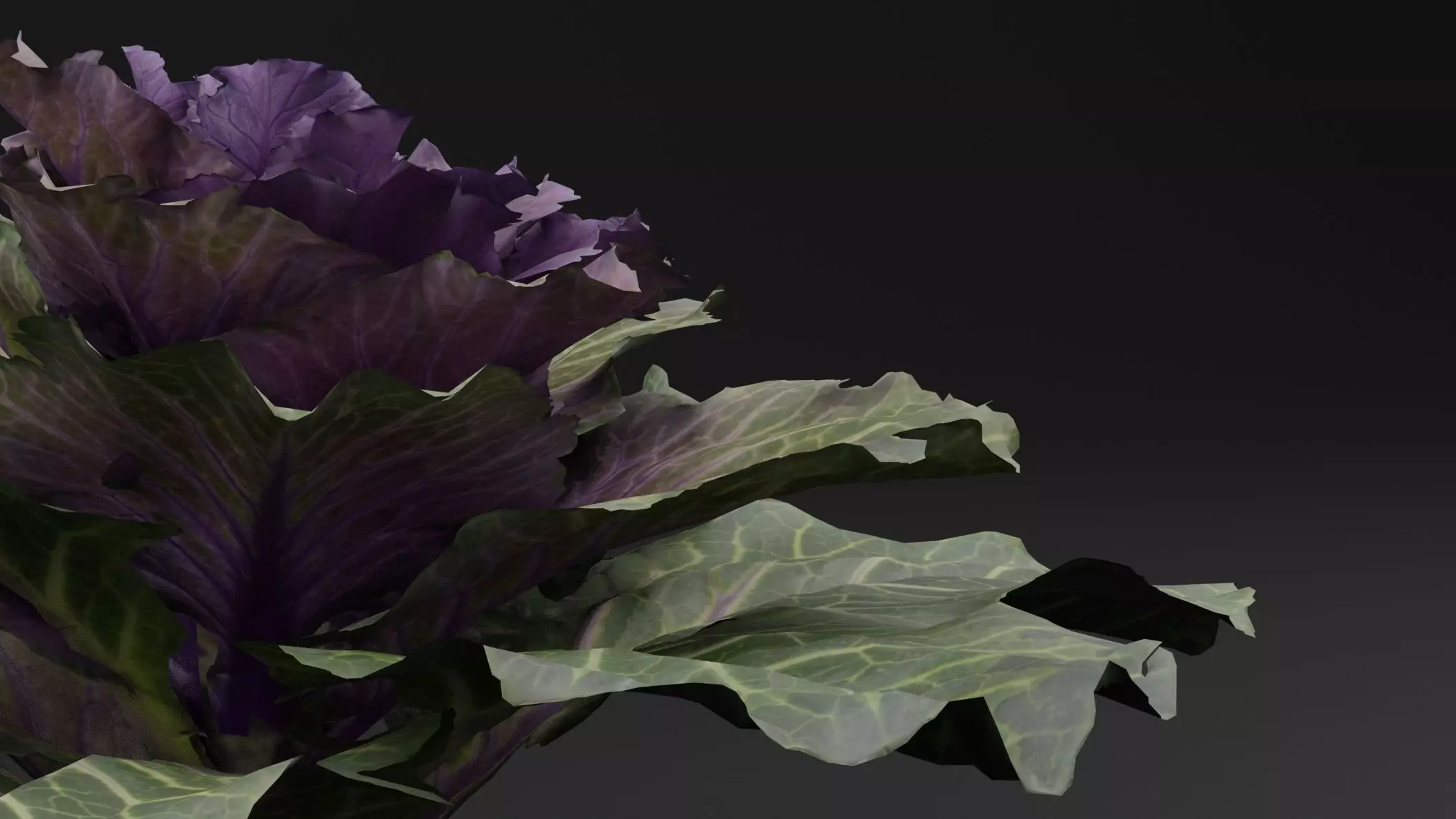Ornamental Kale Plant Low-poly 3D model_3