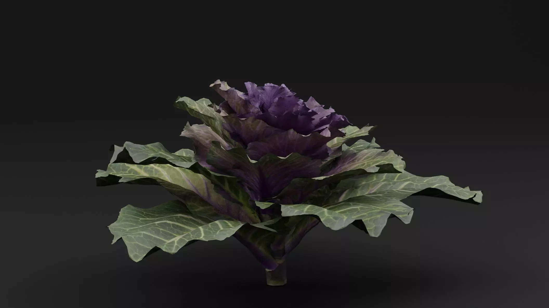 Ornamental Kale Plant Low-poly 3D model_1