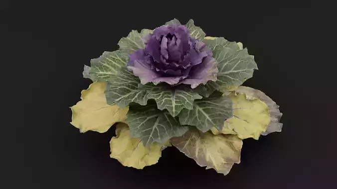 Ornamental Kale Plant
