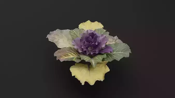 Ornamental Kale Plant