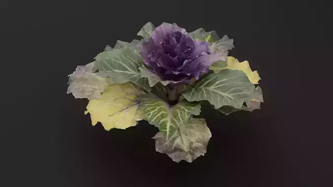 Ornamental Kale Plant