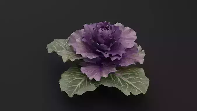 Ornamental Kale Plant