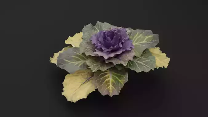 Ornamental Kale Plant