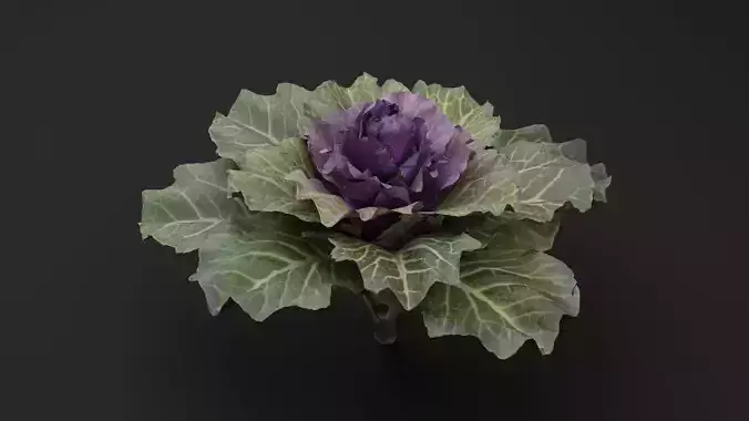 Ornamental Kale Plant