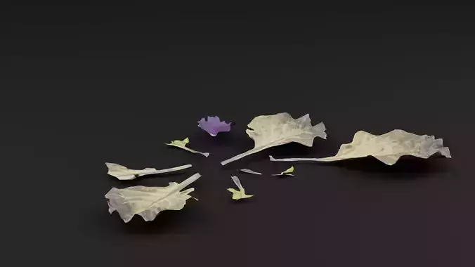 Ornamental Kale Plant