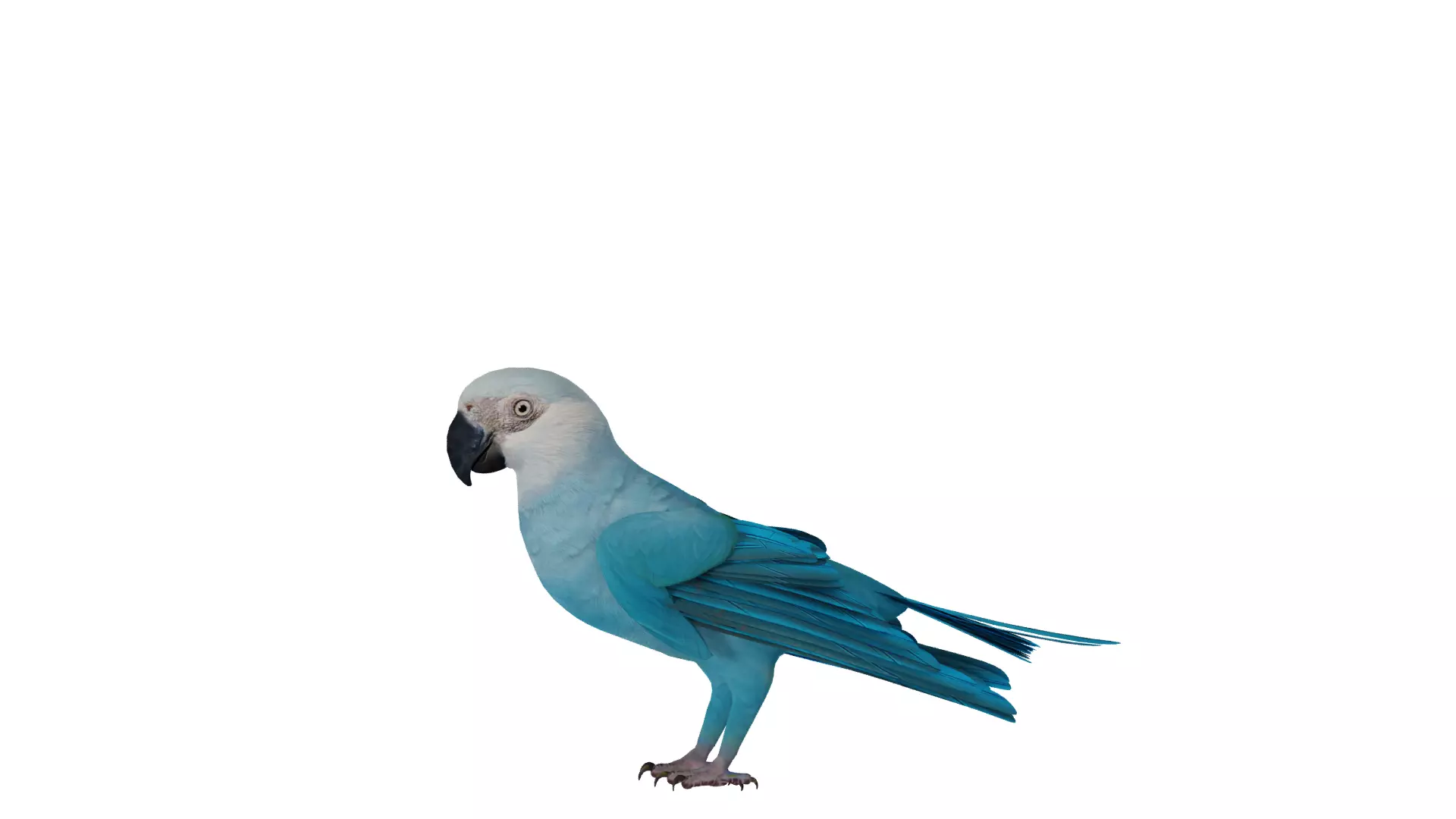 Spix Macaw Bird Low-poly 3D model_44