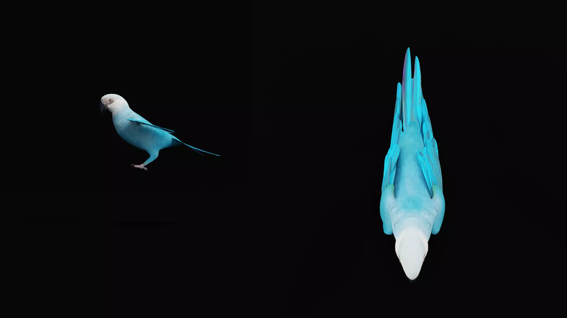 Spix Macaw Bird Low-poly 3D model_10