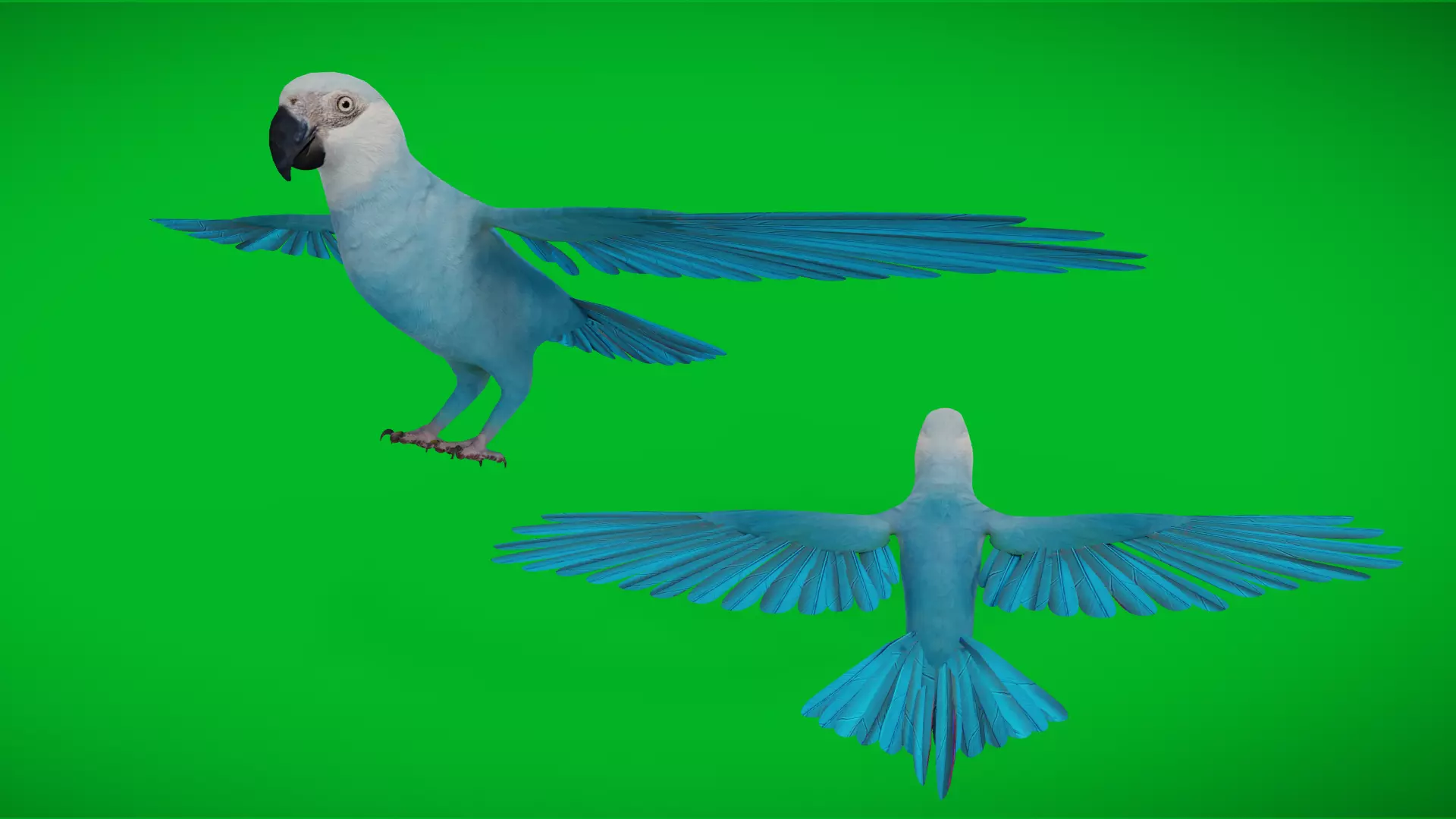 Spix Macaw Bird Low-poly 3D model_3