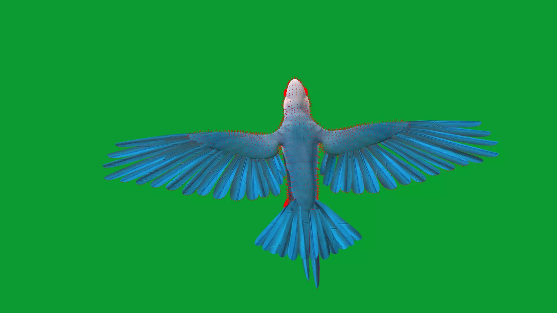 Spix Macaw Bird Low-poly 3D model_22