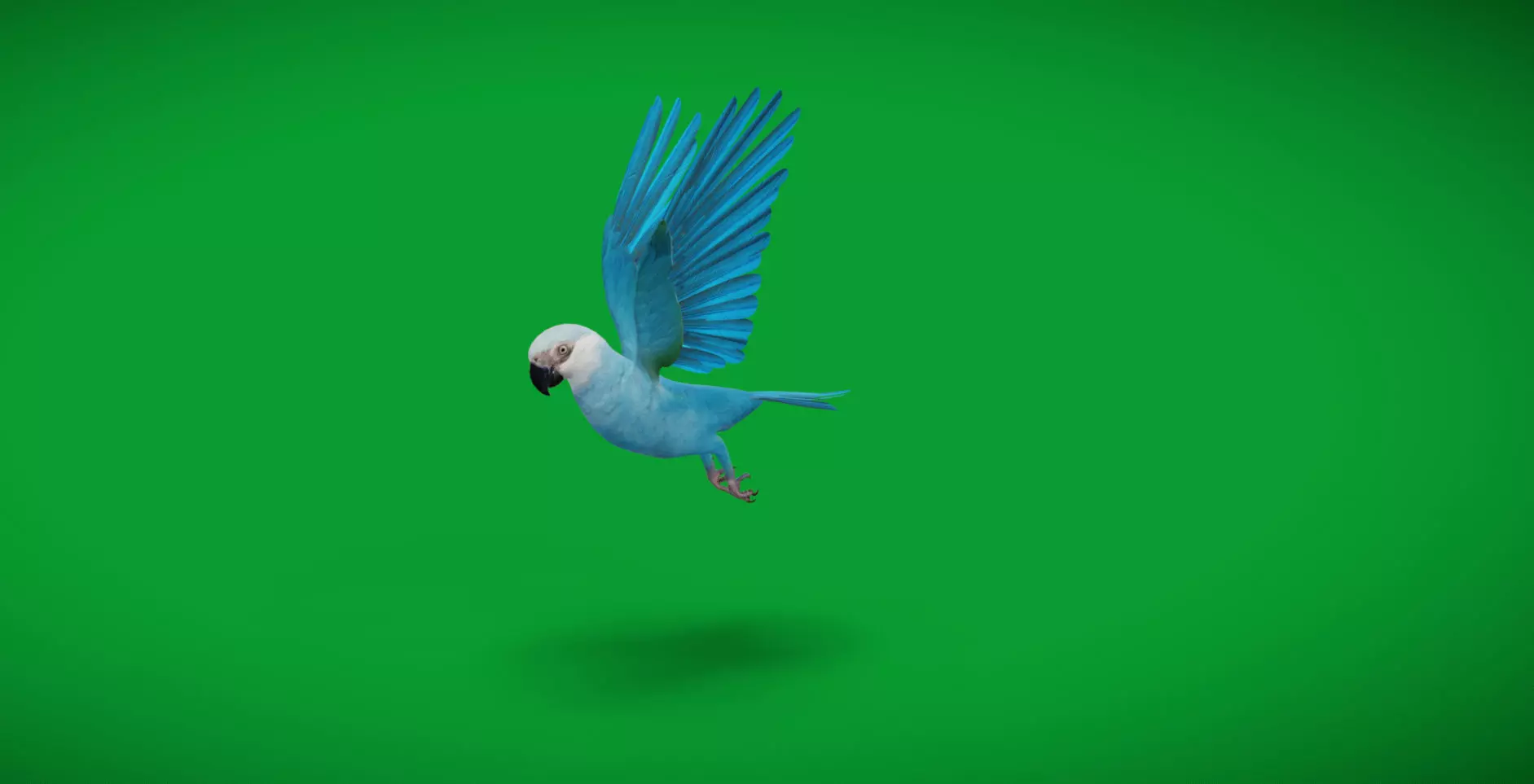 Spix Macaw Bird Low-poly 3D model_11