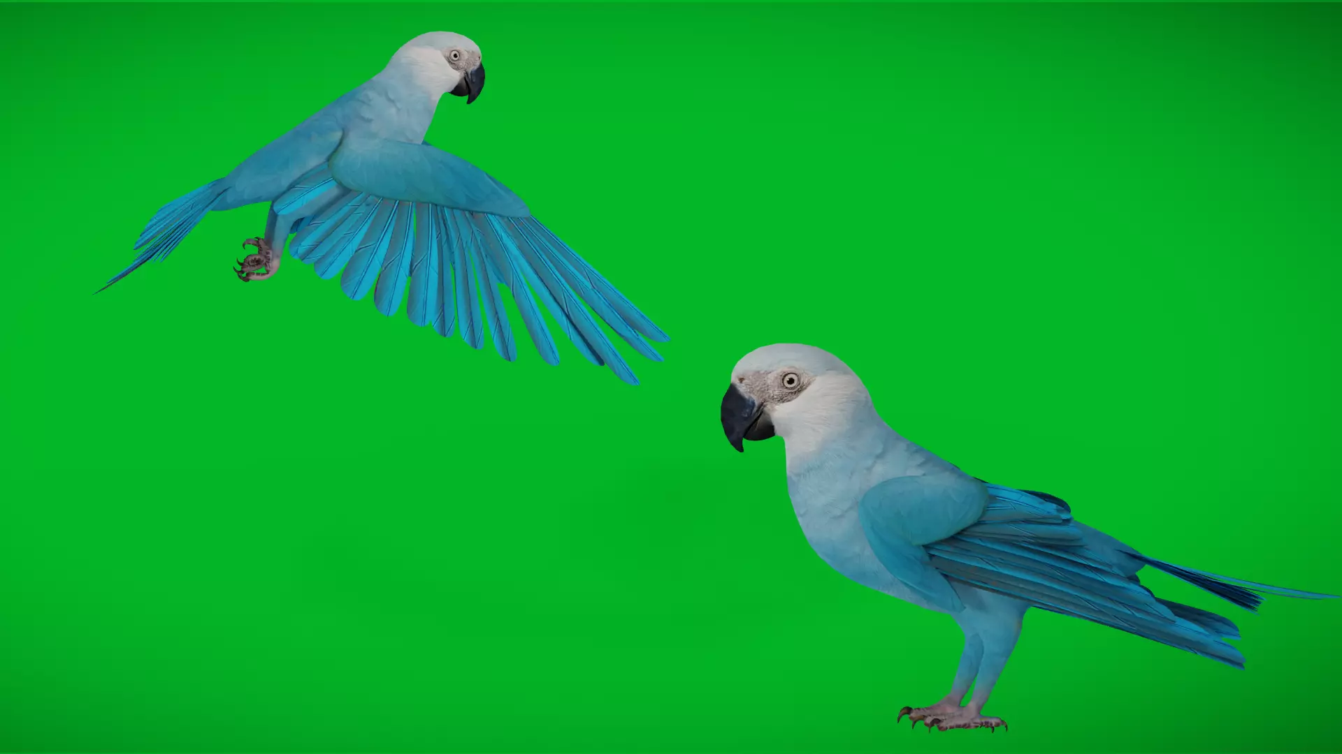 Spix Macaw Bird Low-poly 3D model_4