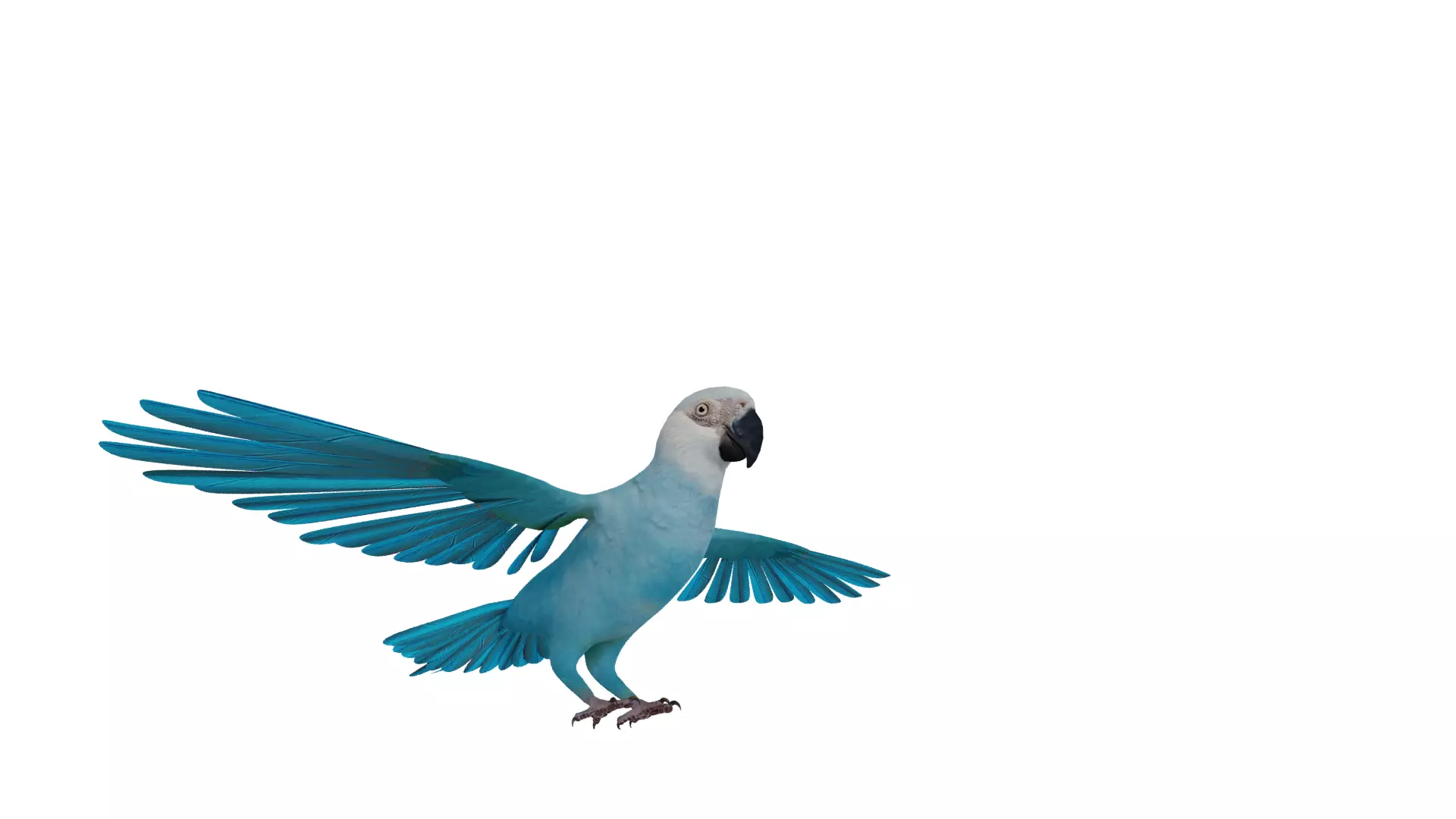Spix Macaw Bird Low-poly 3D model_37