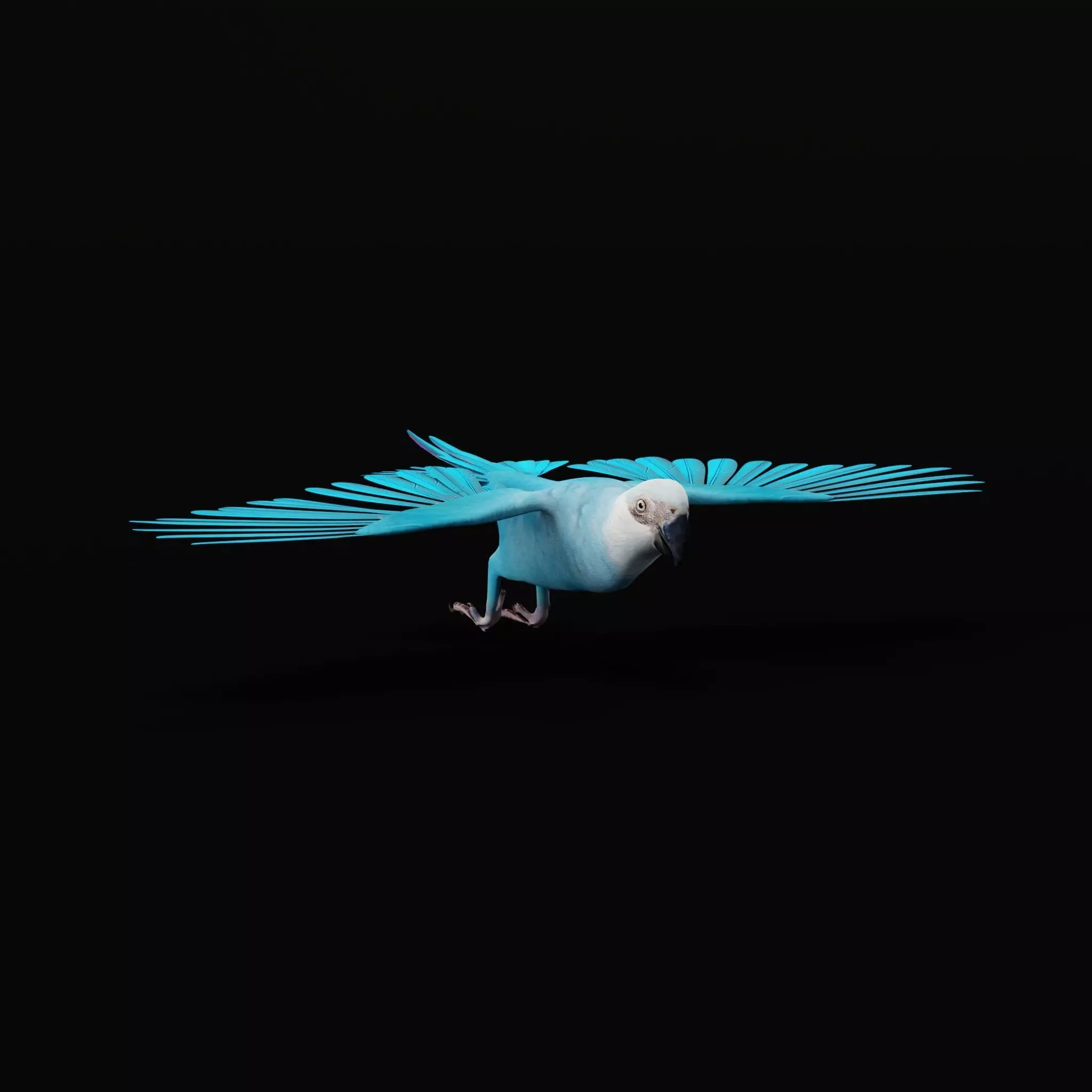 Spix Macaw Bird Low-poly 3D model_39