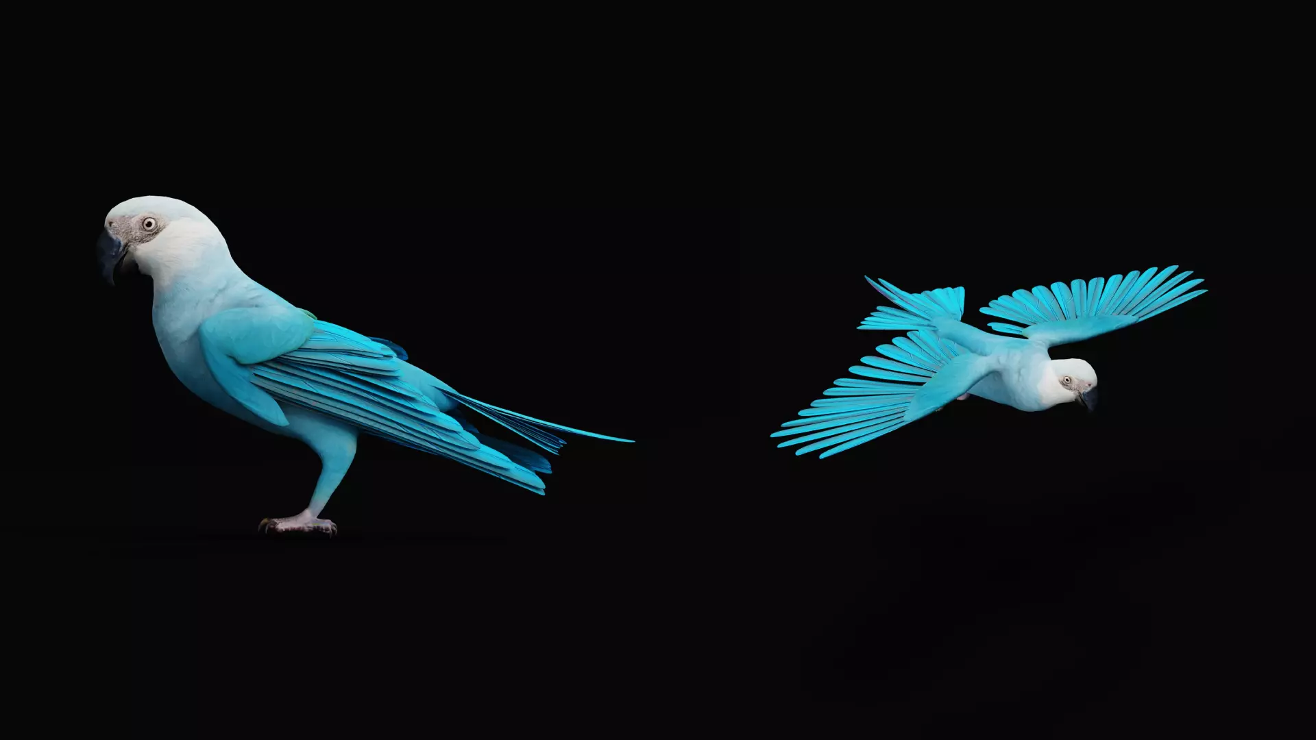 Spix Macaw Bird Low-poly 3D model_23