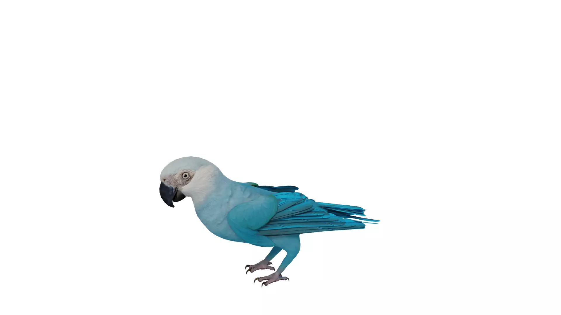 Spix Macaw Bird Low-poly 3D model_40