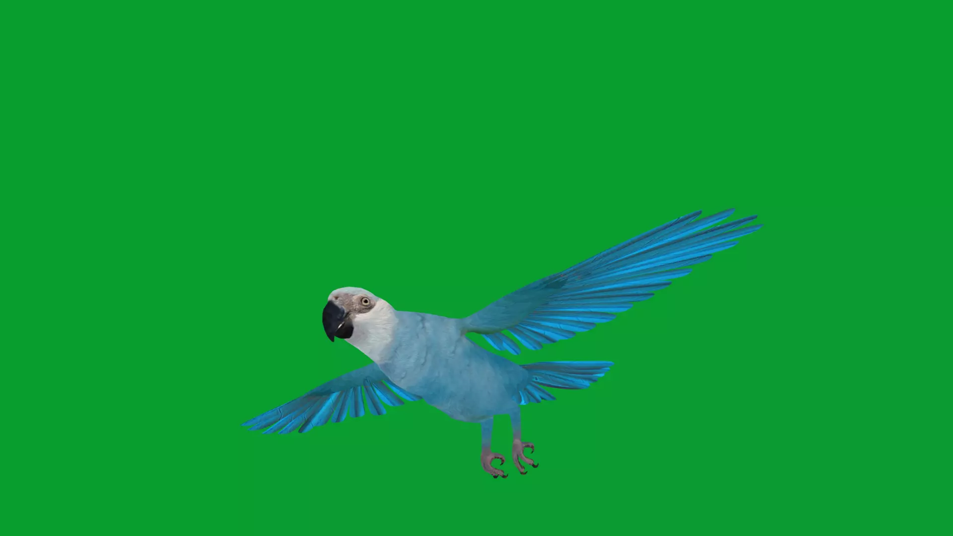Spix Macaw Bird Low-poly 3D model_24
