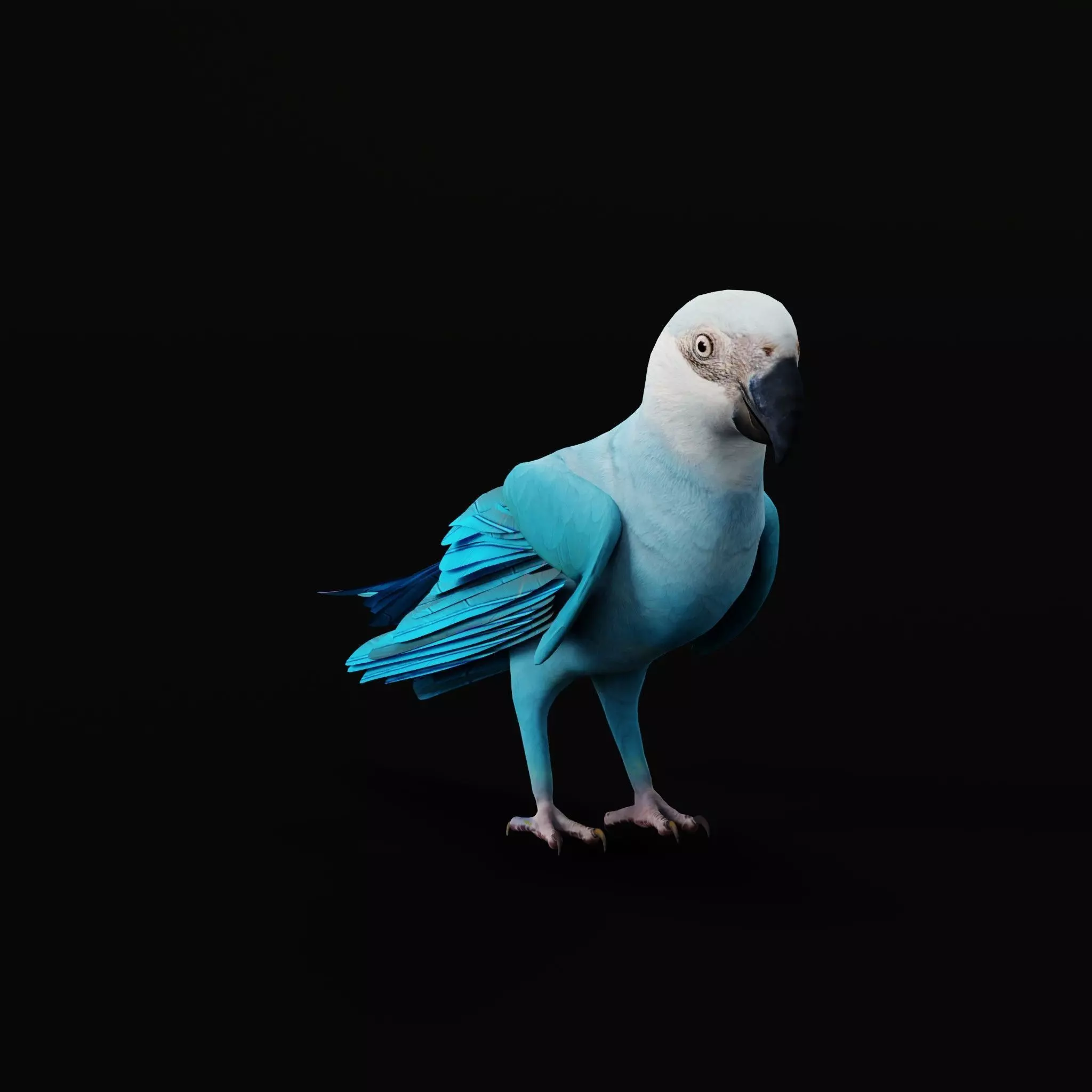 Spix Macaw Bird Low-poly 3D model_35