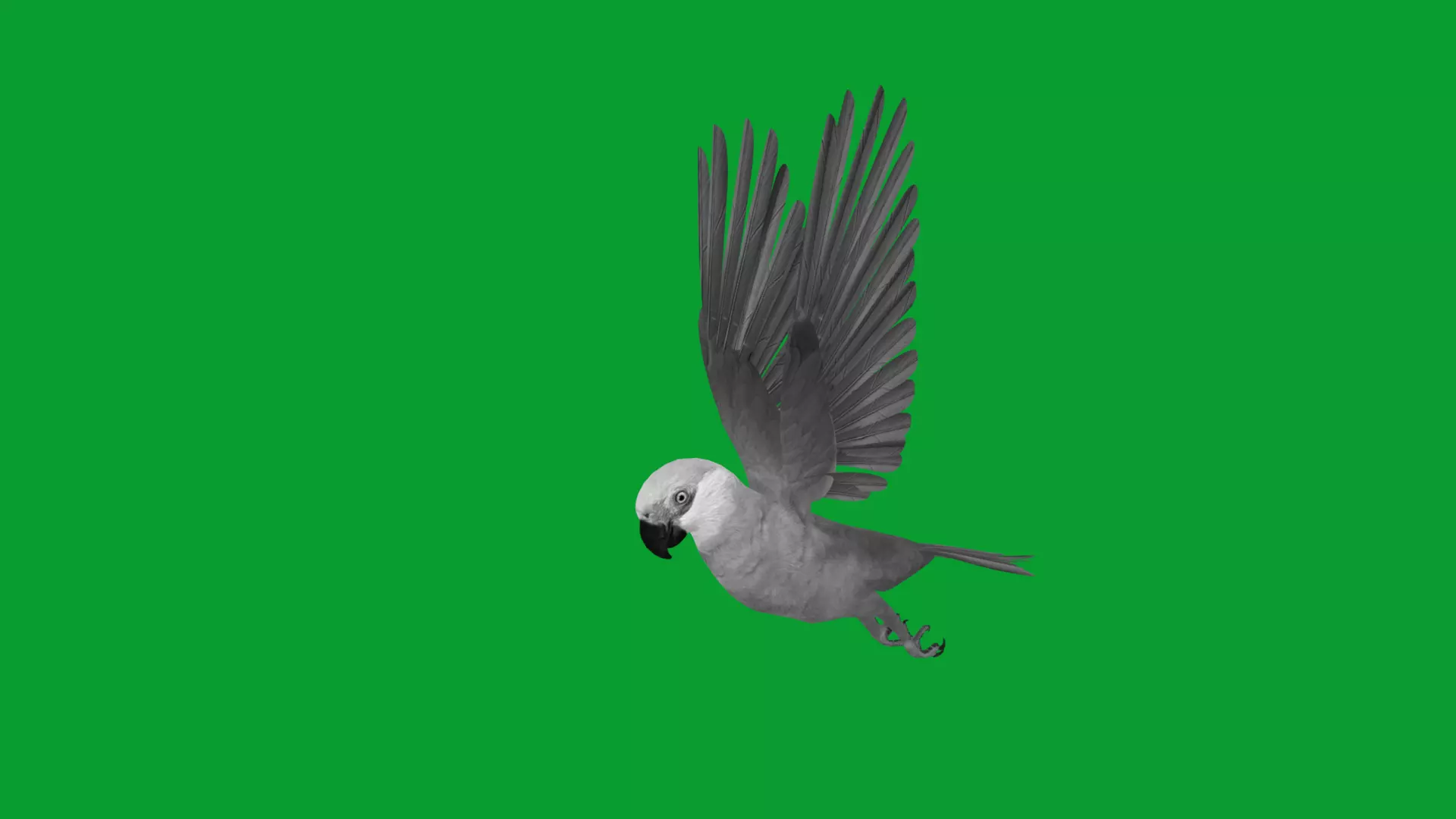 Spix Macaw Bird Low-poly 3D model_20