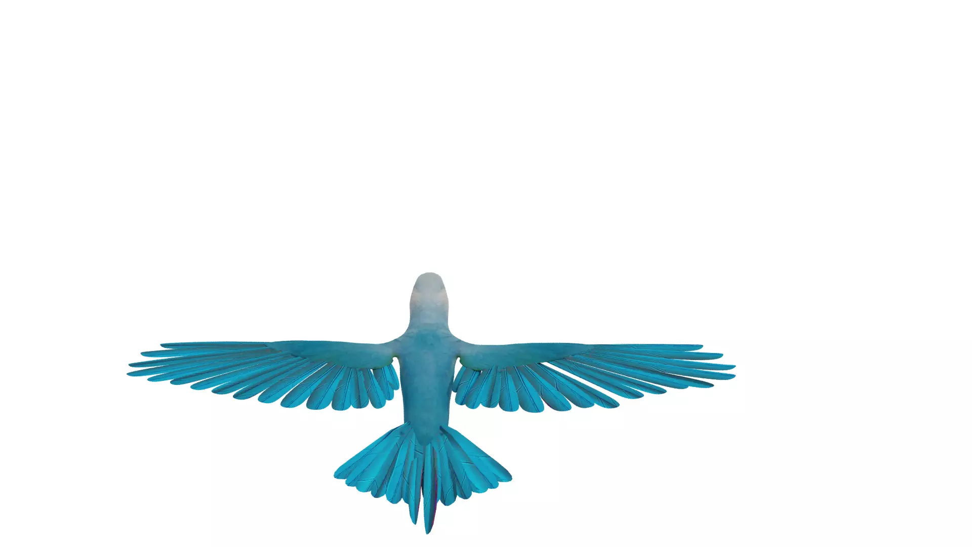 Spix Macaw Bird Low-poly 3D model_38