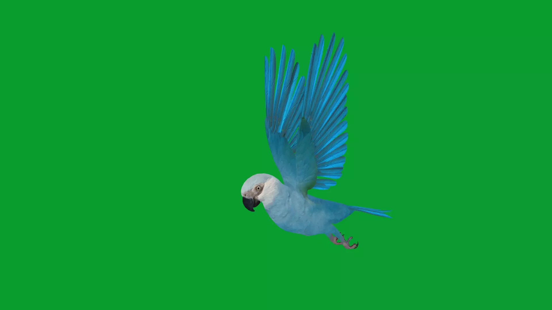 Spix Macaw Bird Low-poly 3D model_13